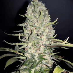 Соманго (Auto.Fem.) 1 шт. / Somango 2022
